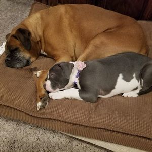 Meet your Posher, Penny